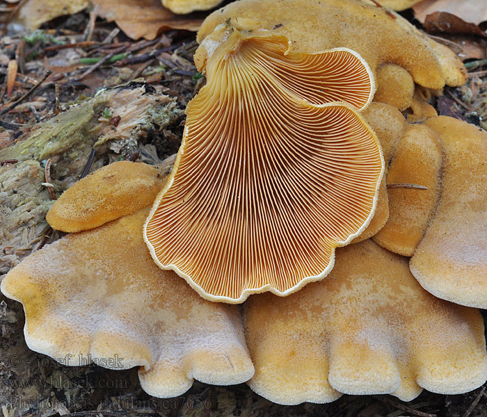 Orange oyster mushrooms Phyllotopsis nidulans