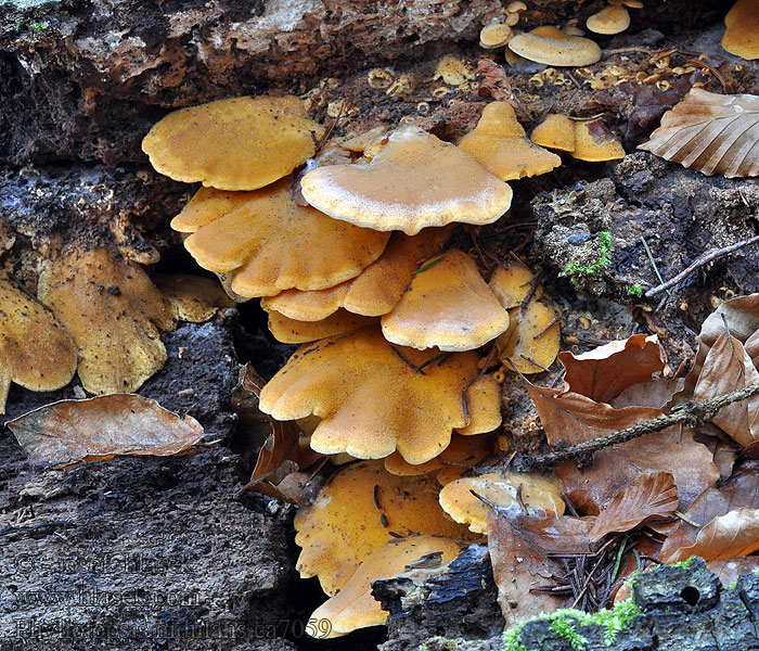 Boczniaczek pomarańczowożółty Phyllotopsis nidulans