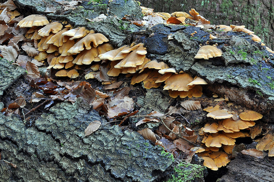 Orangeseitling Phyllotopsis nidulans