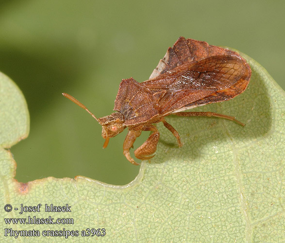 Phymata crassipes
