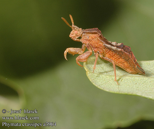 Phymata crassipes a3964