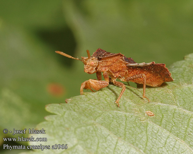 Phymata crassipes