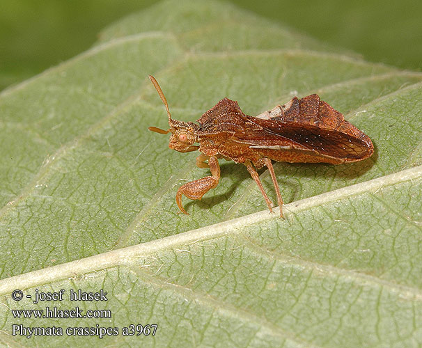 Phymata crassipes
