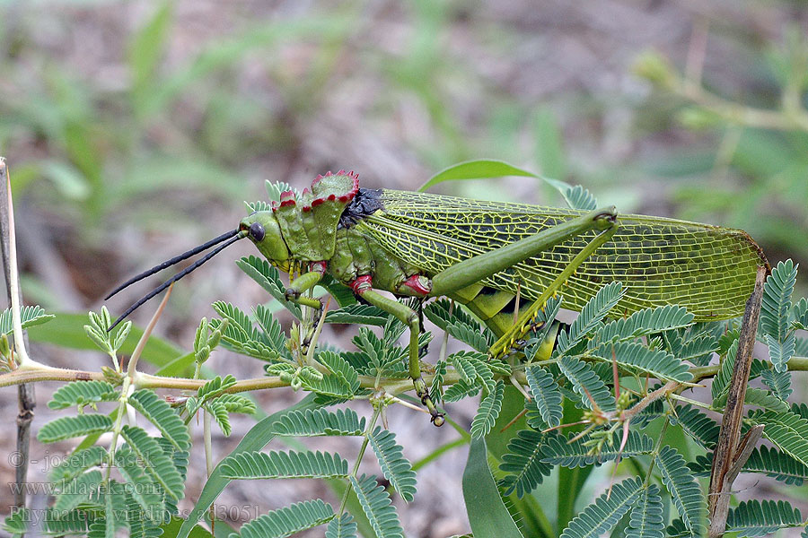 Phymateus viridipes