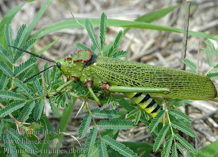 Phymateus viridipes Green milkweed locust