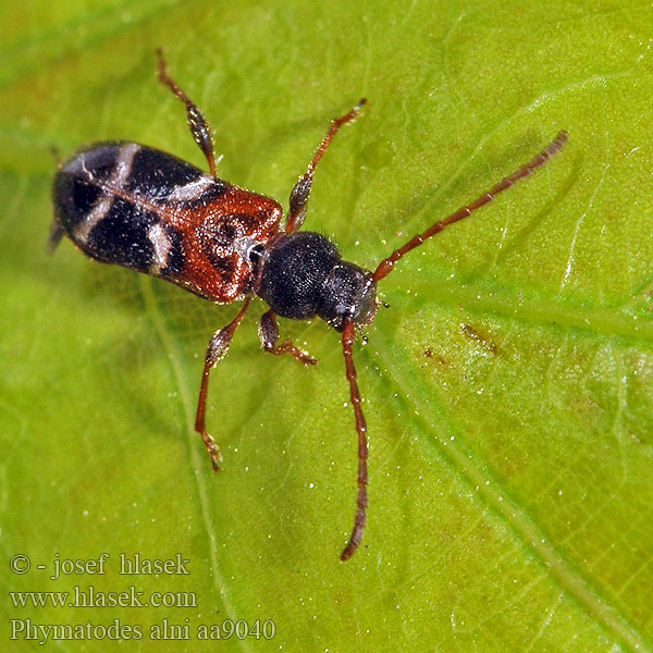 Phymatodes alni Poecilium Усачик плоский ольховый