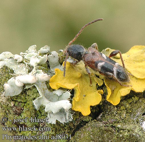 Усачик плоский ольховый Phymatodes alni Poecilium