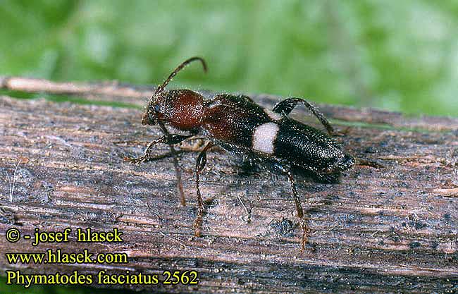Phymatodes fasciatus 2562