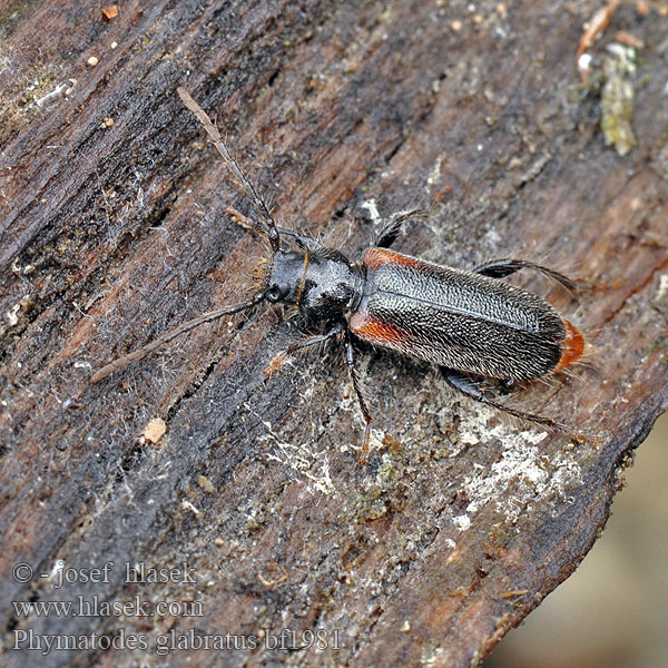 Phymatodes glabratus Wacholderbock Płaskowiak jałowcowiec