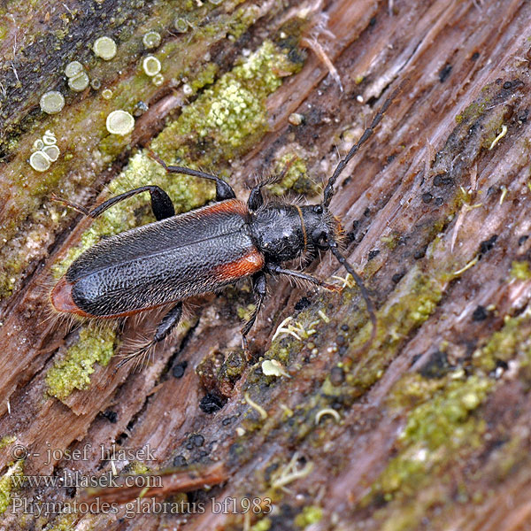 Wacholderbock Płaskowiak jałowcowiec Phymatodes glabratus