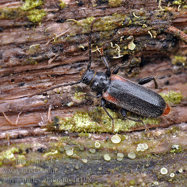 Wacholderbock Płaskowiak jałowcowiec Phymatodes glabratus