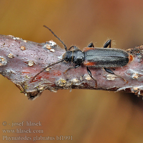 Płaskowiak jałowcowiec Phymatodes glabratus Wacholderbock