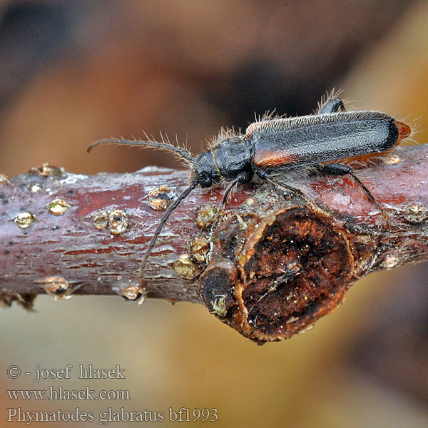 Płaskowiak jałowcowiec Phymatodes glabratus Wacholderbock