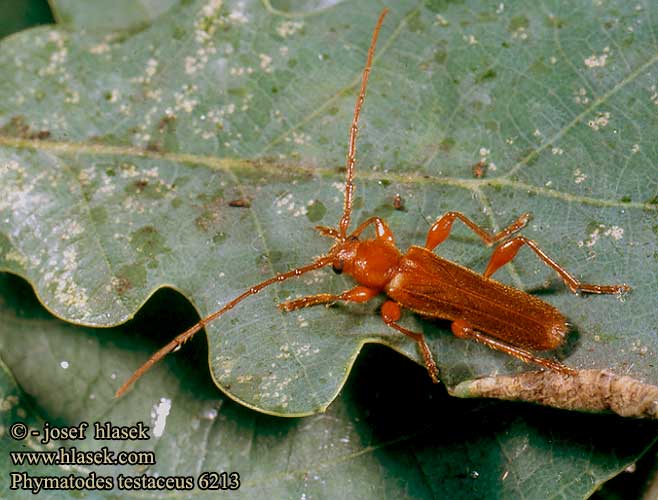 Phymatodes testaceus Variabler Schönbock Tanbark Borer