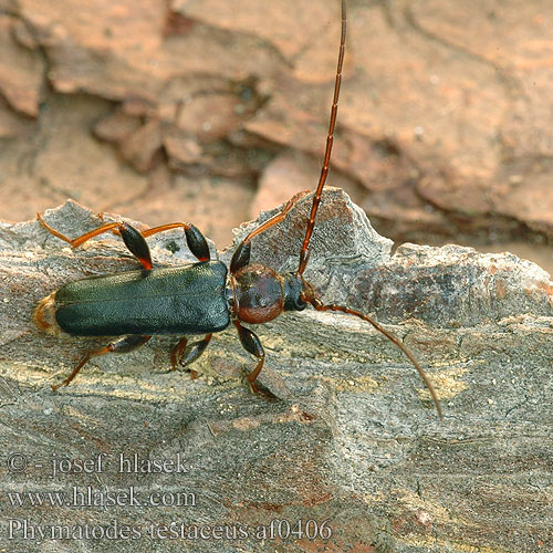 Phymatodes testaceus Violet Beetle Bøgebuk lautajäärä