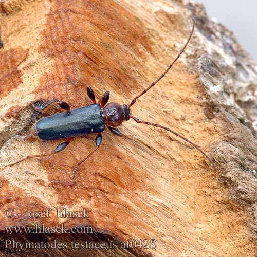 Phymatodes testaceus Longicorno variabile Változékony korongcincér