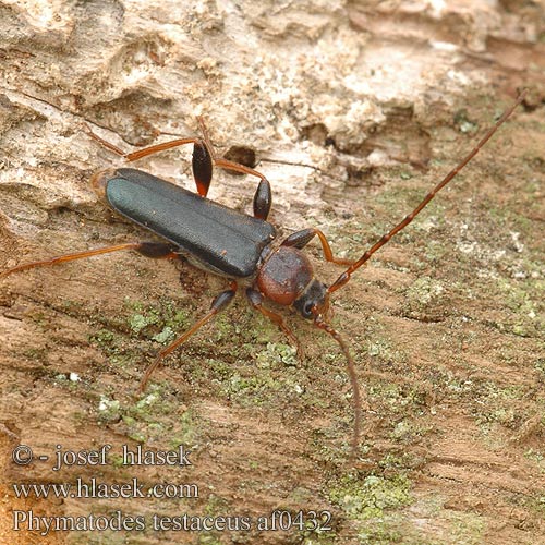 Phymatodes testaceus Płaskowiak zmienny Дровосек плоский дубовый