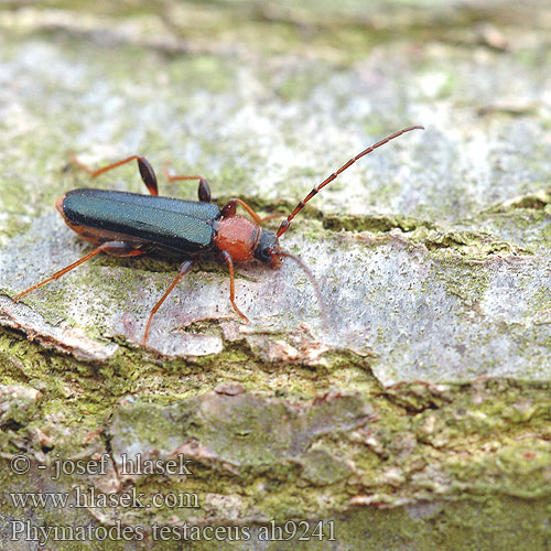 Phymatodes testaceus Bogarik fúzatý