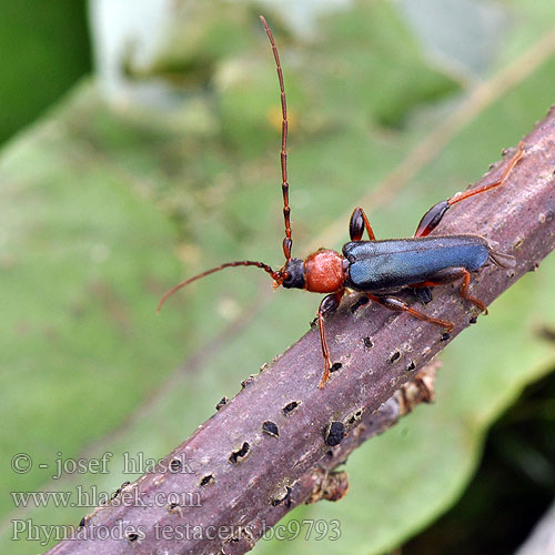 Variabler Schönbock Tanbark Borer Violet Beetle