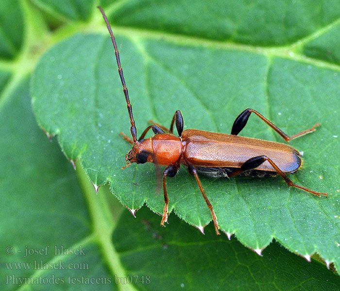 Phymatode variable Phymatodes testaceus