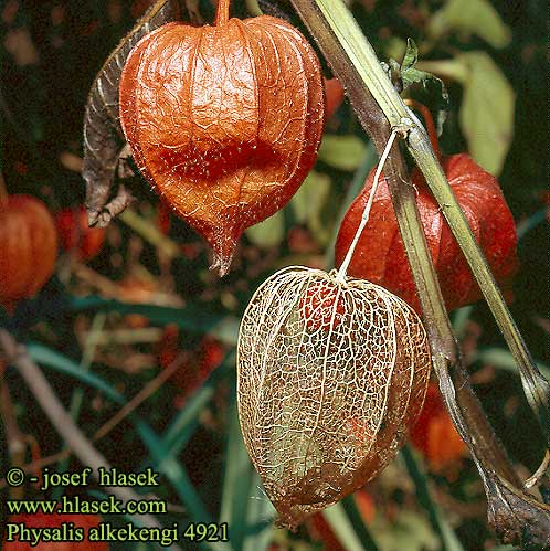 Physalis alkekengi Machovka čerešňová Lampionblume Alkékenge