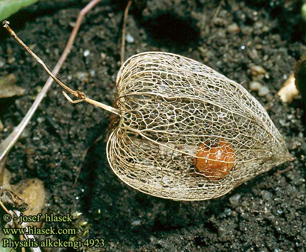 Miechunka rozdęta Judekörs 酸浆 Bladder Cherry Chinese