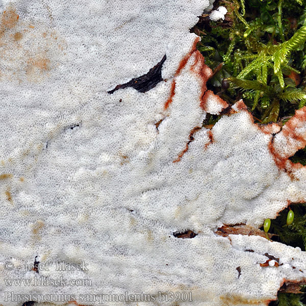 Physisporinus sanguinolentus Podoporia sanguinolenta Rigidoporus Haematostereum Bleeding Porecrust Pórnatice krvavějící Rotfleckende Porling Blod-Skorpeporesvamp Polypore sanguinolent Bloedende buisjeszwam Blødende kjuke Zmiennoporek krwawiący Podstawinica krwawa физиспоринус кровяно-красный Pórnatec krvavý Sårticka