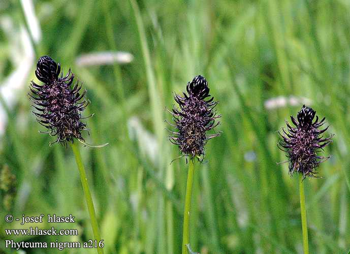 Phyteuma nigrum Zvonečník černý Schwarze Teufelskralle Black Rampion