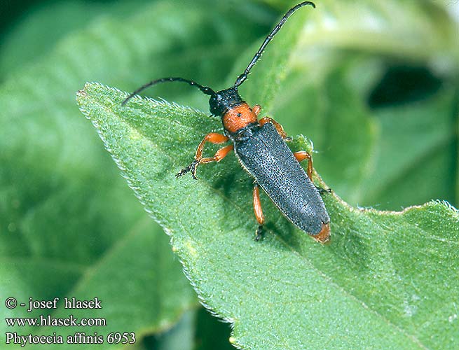 Phytoecia affinis 6953 DE: Schwarzfüßiger Walzenhalsbock PL: Zielarka baldaszkowa