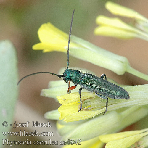 Phytoecia caerulea ae4842 DE: Blaugrüne Walzenhalsbock