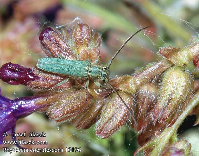 Phytoecia coerulescens Opsilia Phytoécie bleu-verte Dichtpunktierter Walzenhalsbock Zielarka żmijowcowa Kozlíček kovolesklý zelenavý Фитеция зеленоватая