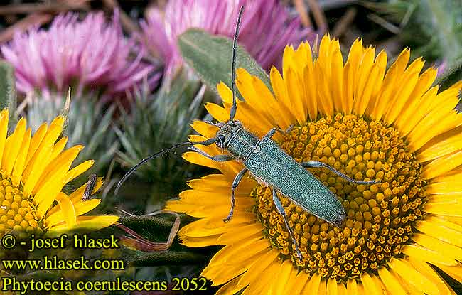 Dichtpunktierter Walzenhalsbock Zielarka żmijowcowa Kozlíček kovolesklý zelenavý Фитеция зеленоватая Phytoecia coerulescens Opsilia Phytoécie bleu-verte