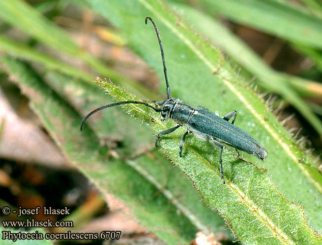 Kozlíček kovolesklý zelenavý Фитеция зеленоватая Phytoecia coerulescens Opsilia Phytoécie bleu-verte Dichtpunktierter Walzenhalsbock Zielarka żmijowcowa