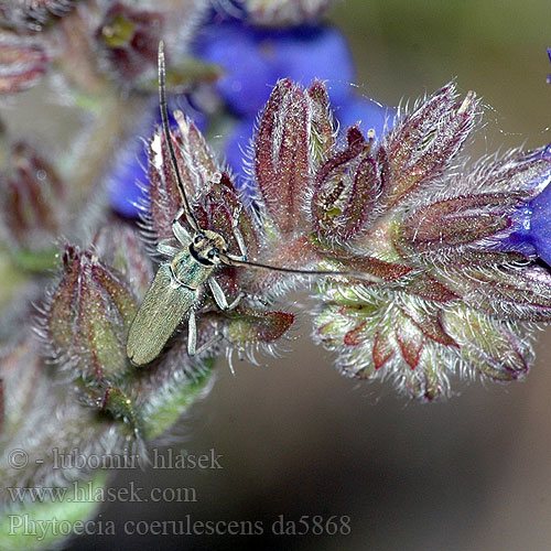 Opsilia coerulescens Phytoecia Phytoécie bleu-verte Dichtpunktierter Walzenhalsbock Zielarka żmijowcowa Kozlíček kovolesklý zelenavý Фитеция зеленоватая