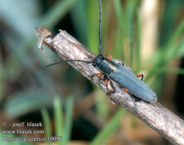 Phytoecia icterica 10090 CZ: Kozlíček mrkvový KR: 먹국화하늘소