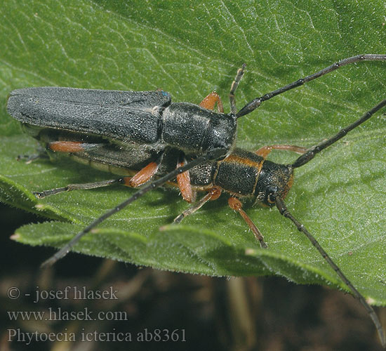 Phytoecia icterica ab8361 CZ: Kozlíček mrkvový KR: 먹국화하늘소