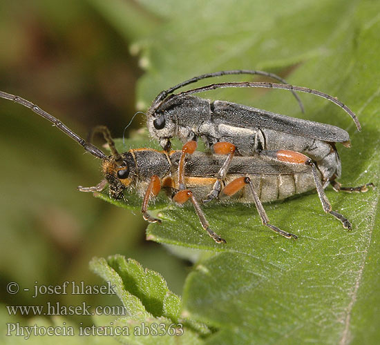 Phytoecia icterica ab8363  CZ: Kozlíček mrkvový KR: 먹국화하늘소