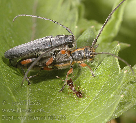 Phytoecia icterica ab8365 CZ: Kozlíček mrkvový KR: 먹국화하늘소