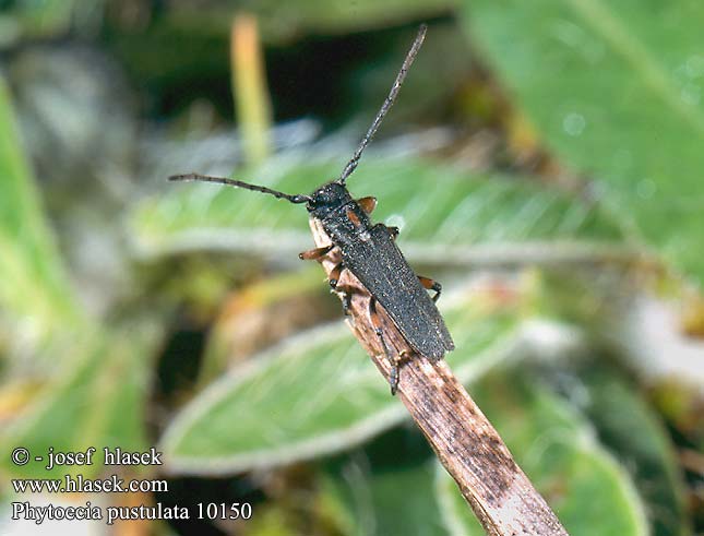 Phytoecia pustulata 10150 CZ: kozlíček bylinný