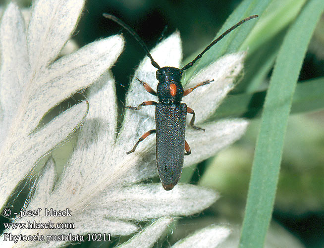 Phytoecia pustulata 10211 CZ: kozlíček bylinný