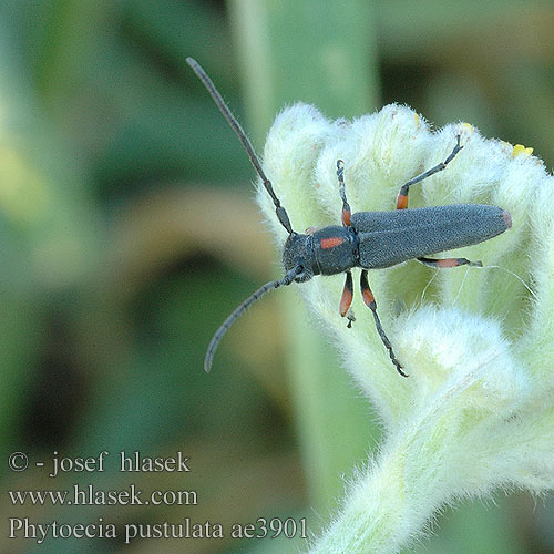 Phytoecia pustulata ae3901 CZ: kozlíček bylinný