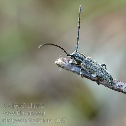 Phytoecia tigrina