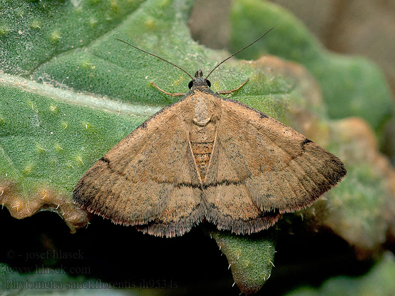 Phytometra sanctiflorentis