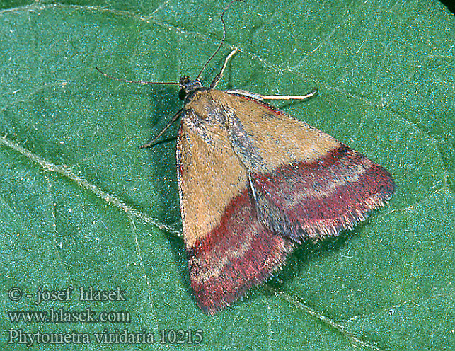 Phytometra viridaria Small Purple-barred Pamora horčinková Zobonosec zelenavý