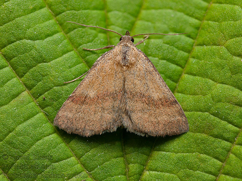 Small Purple-barred Pamora horčinková Phytometra viridaria