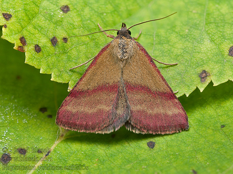 Kreuzblumen-Bunteulchen Blafjarnebbfly Phytometra viridaria