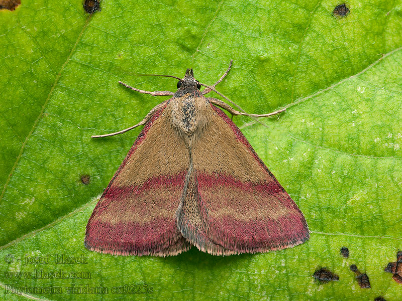 Purperuiltje Petite barre pourpre Phytometra viridaria