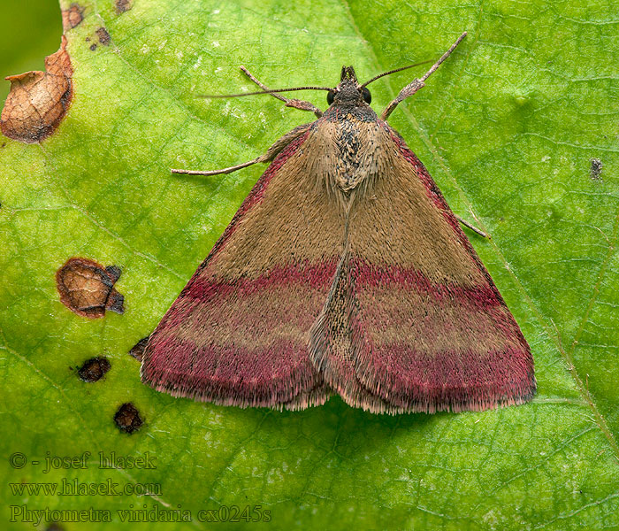 Phytometra viridaria