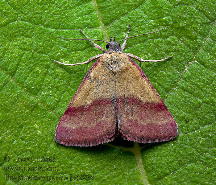 Phytometra viridaria