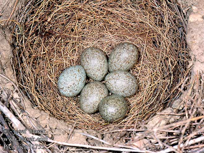 eggs nest straka obecná Husskade Ekster Harakka Gazza Skjære